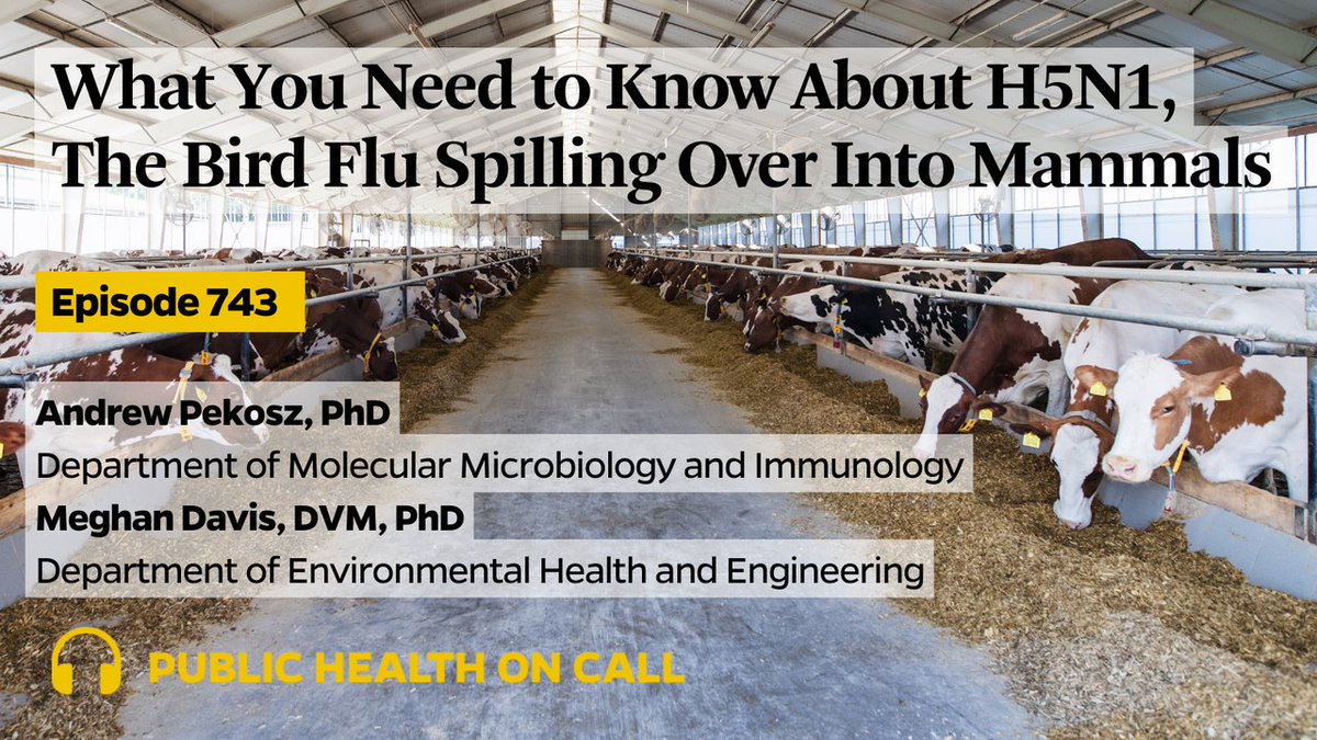 The avian virus H5N1 has recently infected cows, cats and even one human. Virologist @andrewpekosz and vet expert @meghandavisdvm share all you need to know about the latest bird flu spillover. johnshopkinssph.libsyn.com/743-what-you-n…