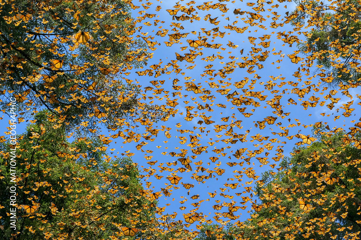 📣 @WorldPressPhoto has announced the regional winners, including Jaime Rojo (@rojovisuals) with a report on butterflies. El Zein Khoury, executive director: 'this year's selection includes more butterflies than anyone could imagine'. 👉 tinyurl.com/bd5yx6mu