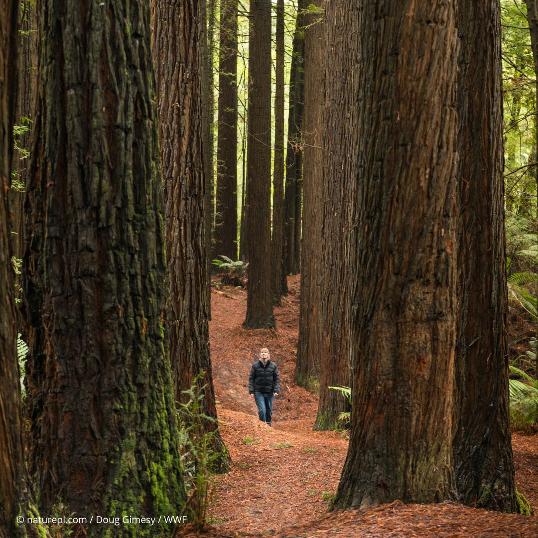 WWF's tweet photo. Love forests? We do too! Here are 3 of the many reasons why they are essential to us😌

🌳 1.6 billion people are dependent on forests for livelihood
🐅 Home to millions of species
🌍 Keeps our climate stable

RT to show your support! https://t.co/thlnGm0Q5z