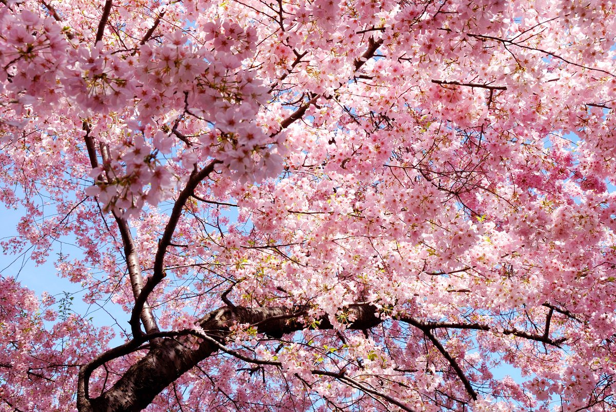 It's almost time for the annual Subaru Cherry Blossom Festival! 🌸 This weekend you can enjoy live performances, food, and plenty of cherry blossoms at the historic Fairmount Park. Learn more here: bit.ly/3INW7Ku