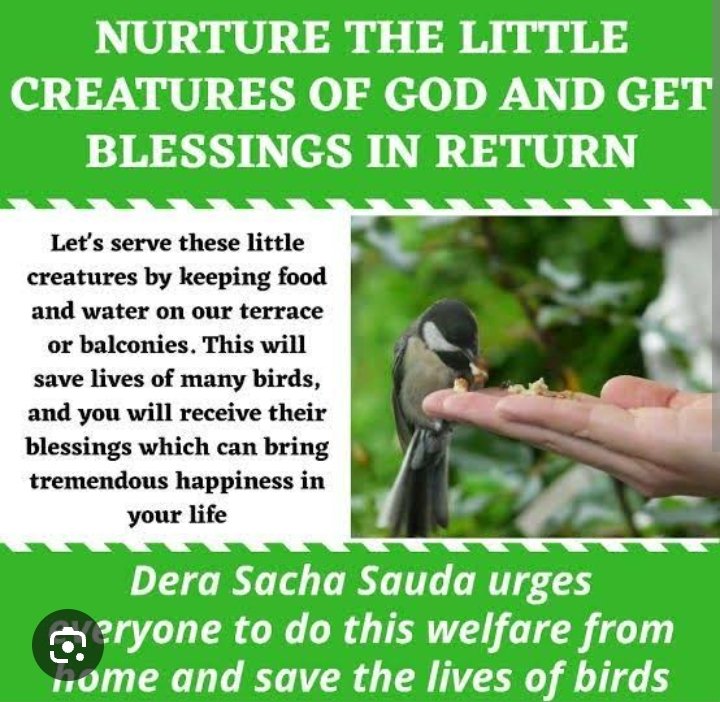 Birds are the mute creatures of God. To save the lives of birds, water pots and bird feeders are placed at various places like pillars, parks and rooftops across cities and states under #BirdsNurturing drive by Dera Sacha Sauda disciples with the guidance of Saint Dr MSG Insan.