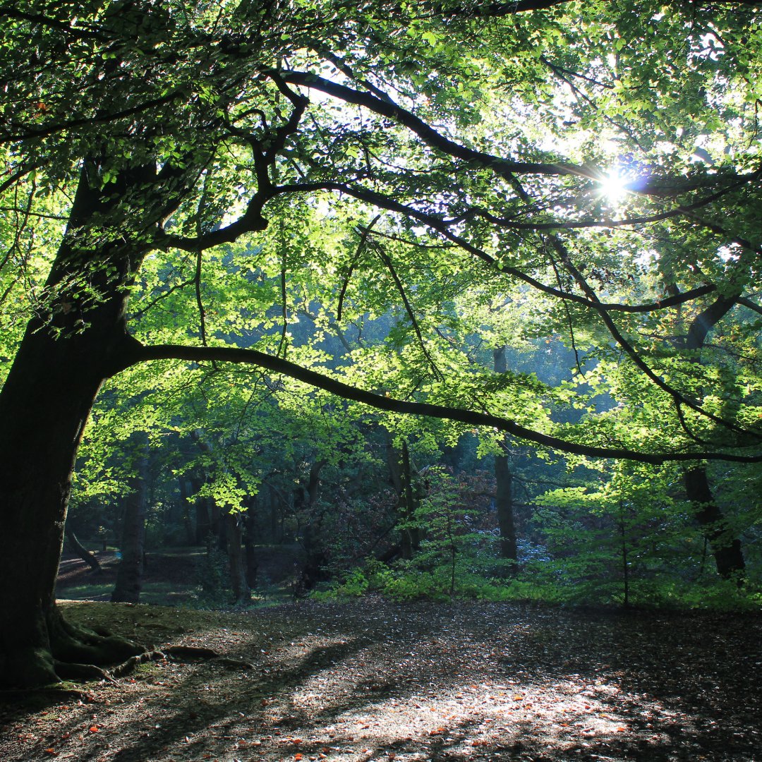 🌳 Today is World Earth Day!This year's theme is Planet vs Plastics. Help us to care of the Heath - dispose of your rubbish responsibly and if you can, take your waste away to recycle at home. Help us keep the Heath looking clean and green 💚 More info at earthday.org