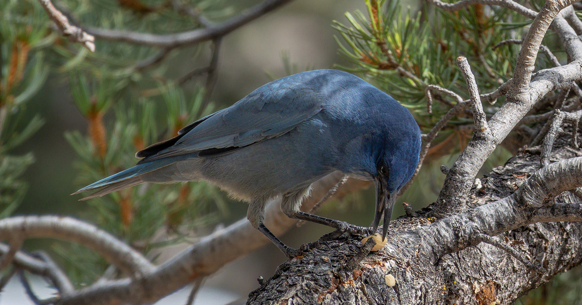 Bird is the word tonight (April 8) at ProjectY Cowork, 5:30 p.m. @losalamosnatlab 's Milu Velardi talks about recording and watching pinyon jays to protect them from becoming an endangered species. 🐦 More on this free event 👉 ow.ly/aS2q50R7GCh #LosAlamos #Birding