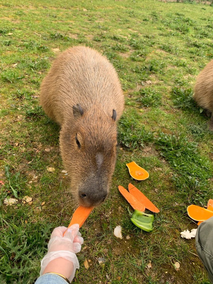 modeyanoosh's tweet photo. A zoo in London where you can feed small animals🦙 https://t.co/U1w1F3M4tj