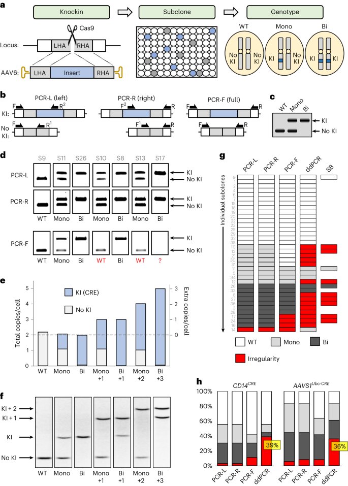 Genome engineering with Cas9 and AAV repair templates generates frequent concatemeric insertions of viral vectors go.nature.com/4atD30m