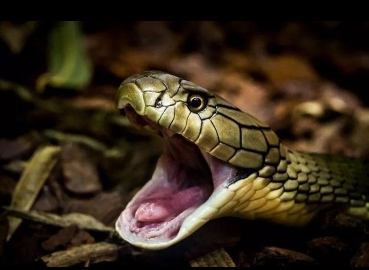 During a safari trip in South Africa in 2021, a Dutch man made the decision to use the toilet, which ultimately proved to be the worst decision of his life. Unbeknownst to the man, a cobra was lurking in the toilet bowl. Upon sitting down, the cobra lunged and bit the man's