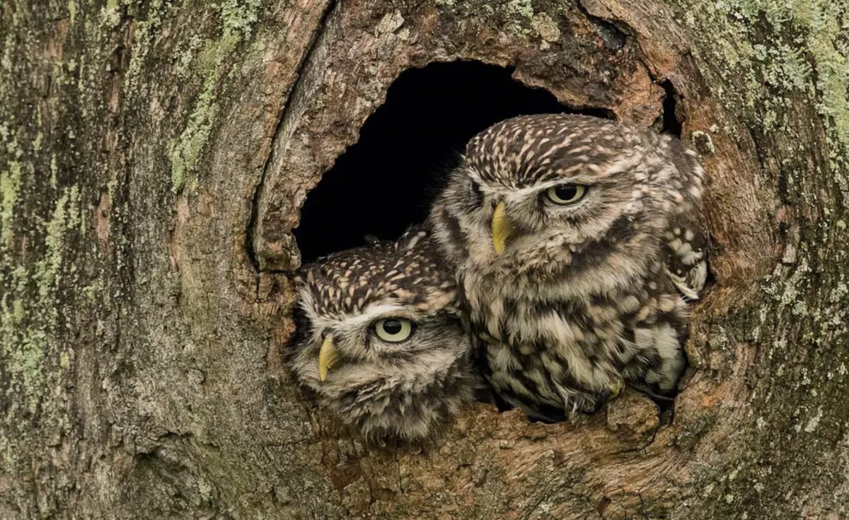 What happened to Little Owl? 🦉 Introduced to Britain in the 19th century, Little Owl became a common bird. However, the population has recently plummeted. In @BirdwatchExtra (published by @WarnersGroup), species expert @emilyjoachim investigates why: exacted.me/LittleOwl