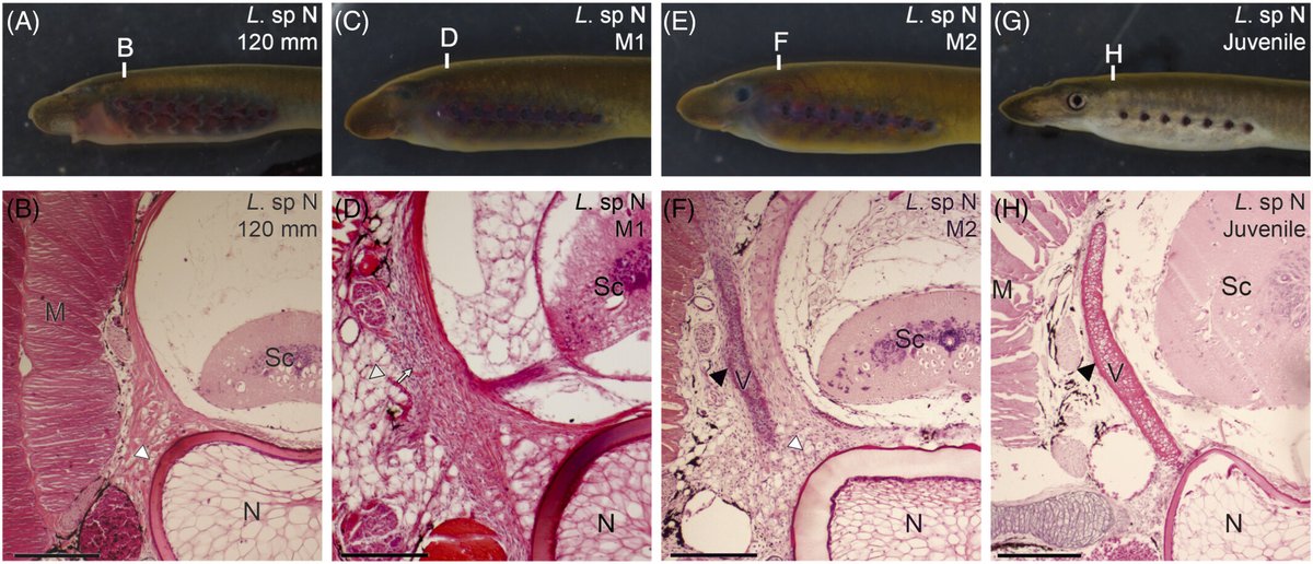 #Vertebrae are a defining character of #vertebrates but can be found in rudimentary form in extant #agnathans, such as ##lamprey. This study reveals the developmental process of lamprey vertebra is different from that of gnathostomes. @_JSDB_ #JSPS doi.org/10.1002/dvdy.6…