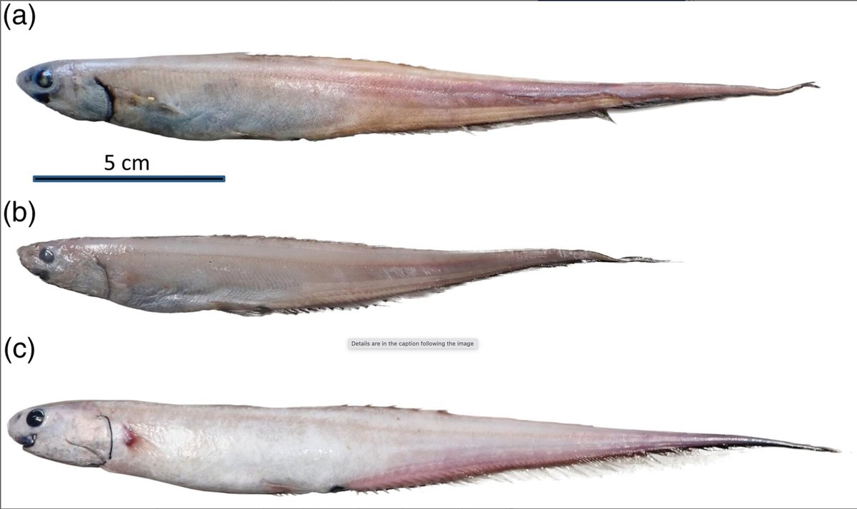 Today at GenBank: sequences added from #newspecies Notacanthus arrontei from 670 m depth in the Gulf of Cadiz, described in a review of the genus by Bañón et al. published in J. Fish Biol. doi.org/10.1111/jfb.15…