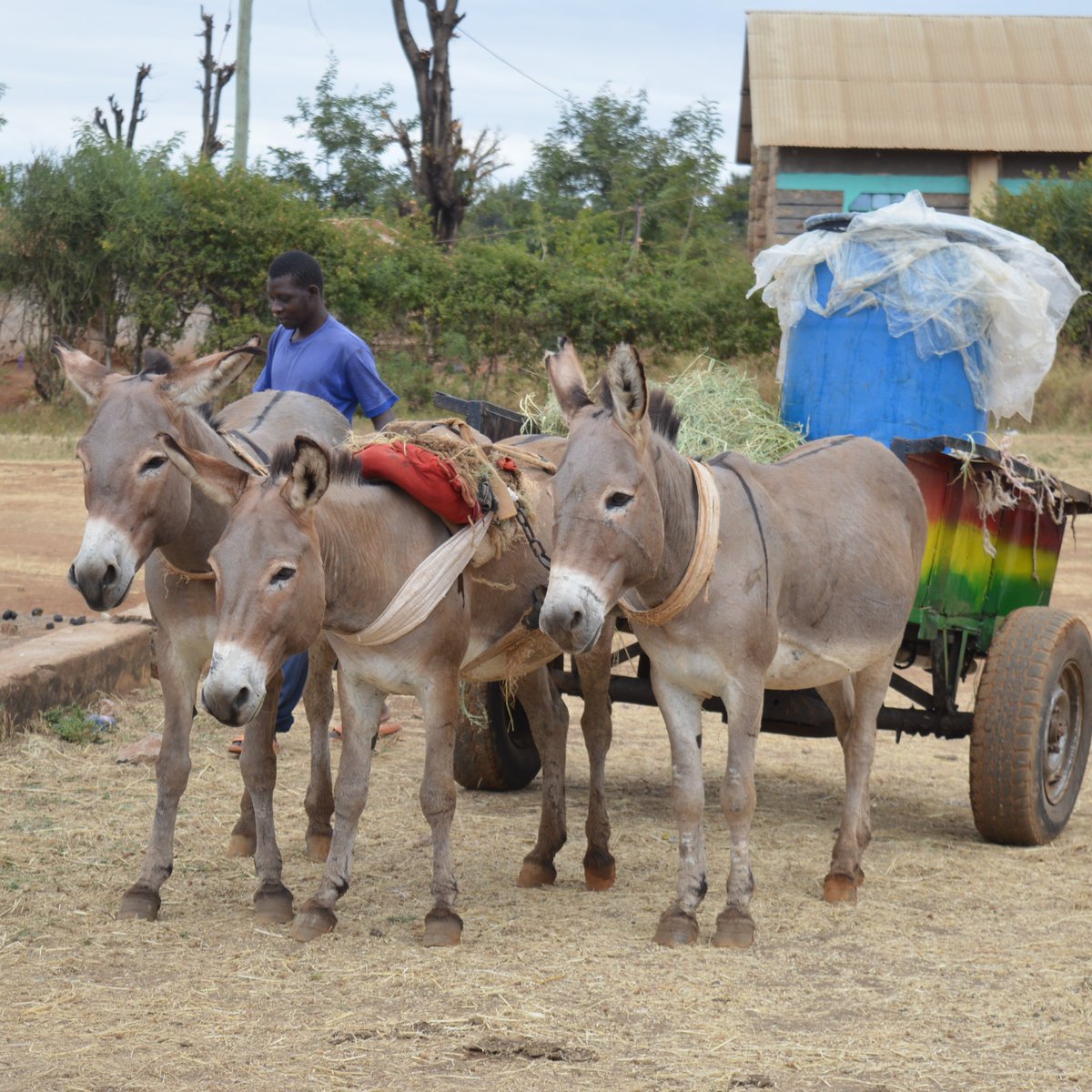 In Peri-Urban areas, water is an essential commodity for both domestic and commercial use. Donkeys play a very crucial role in water transportation ensuring these social and economic needs are met. #SDG6 #accesstocleanwater #cleanwaterandsanitation #CleanWaterAndSanitation