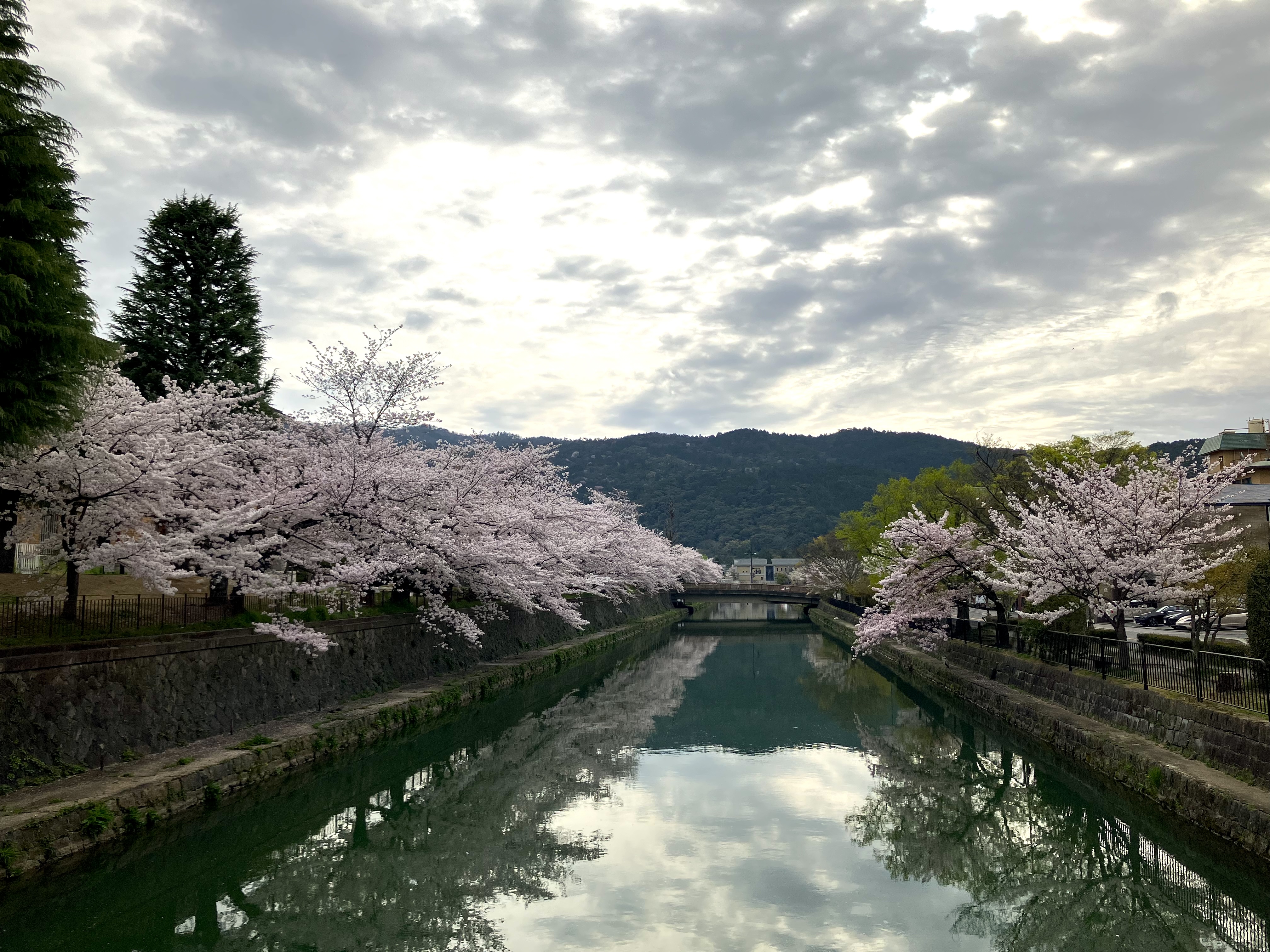 村上隆 もののけ京都 cherry blossom 村上隆 もののけ 京都｜Takashi Murakami Mononoke Kyoto on X