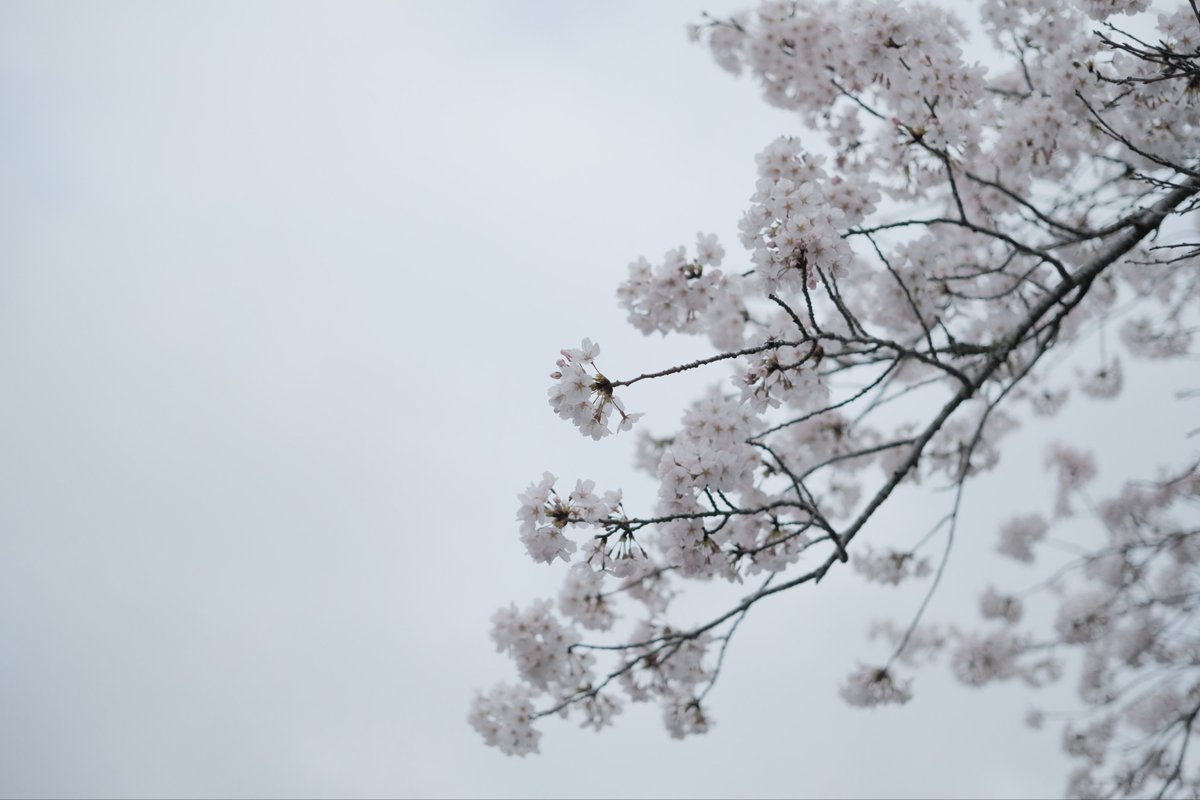 桜づく日常と共に
巡る季節の始まりを感じて(´ω`)

#fujifilm_xseries #Xpro2 #50mm #桜