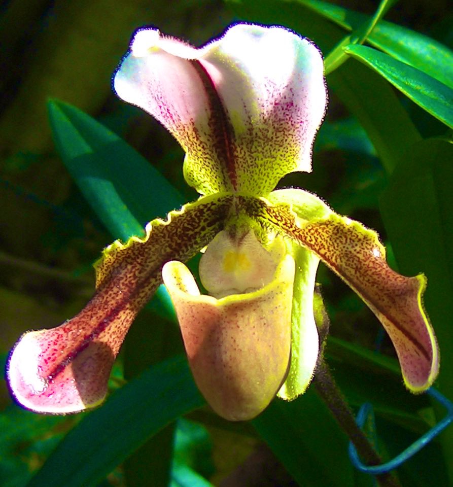 @sheenz_m_ An #orchid fits this week’s #AlphabetChallenge #WeekO (This lady slipper - a perfect fit!) 📸 #mitchandmarcyphotos #OaklandCounty 🇺🇸 #FlowerPower 🌺