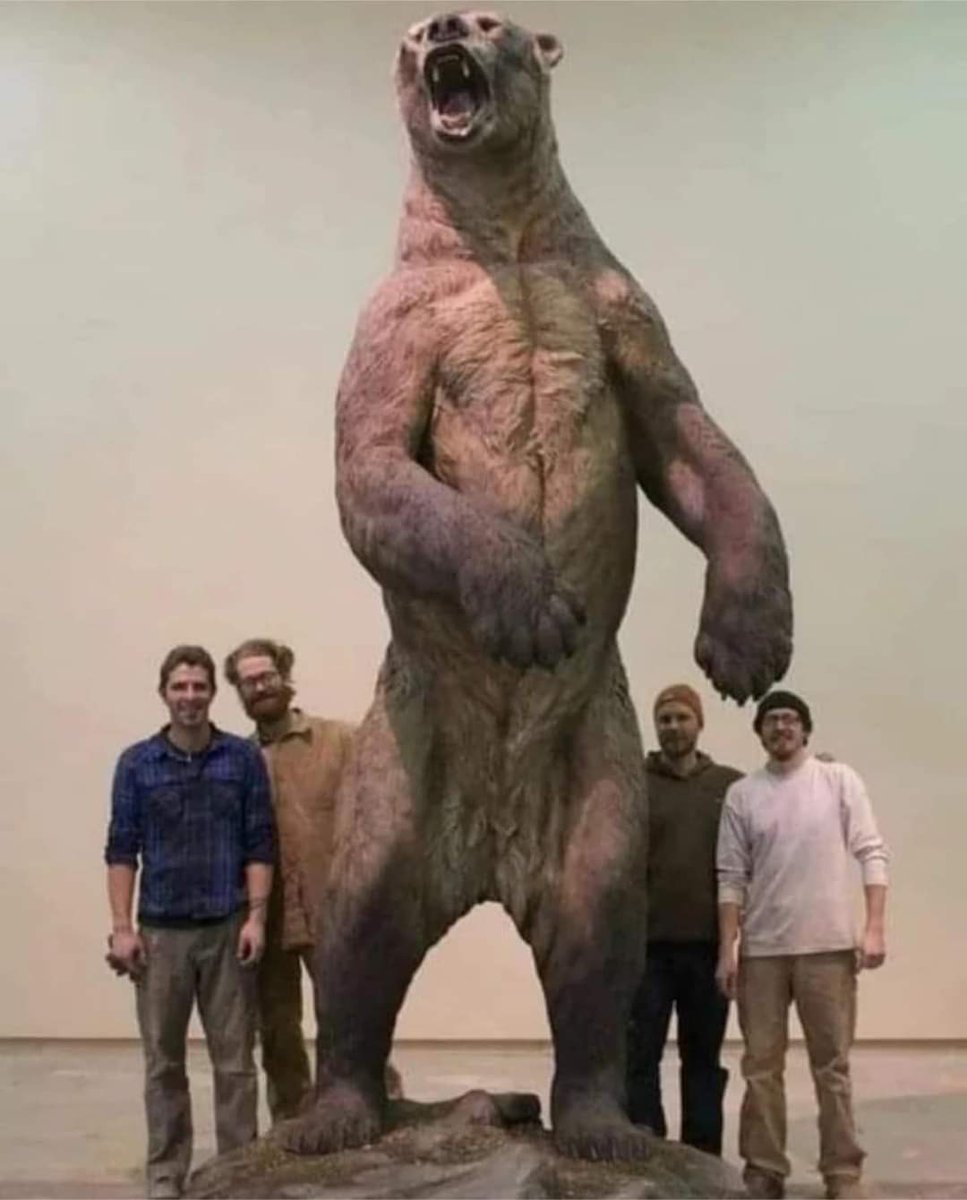 Modern reconstruction of the short-faced bear is an extinct ancient bear that lived in North America 11,000 years ago. They were extremely large bears, weighing more than 1000kg and standing up to 12ft tall. Despite their enormous stature, the bear could run up to 40 miles per…