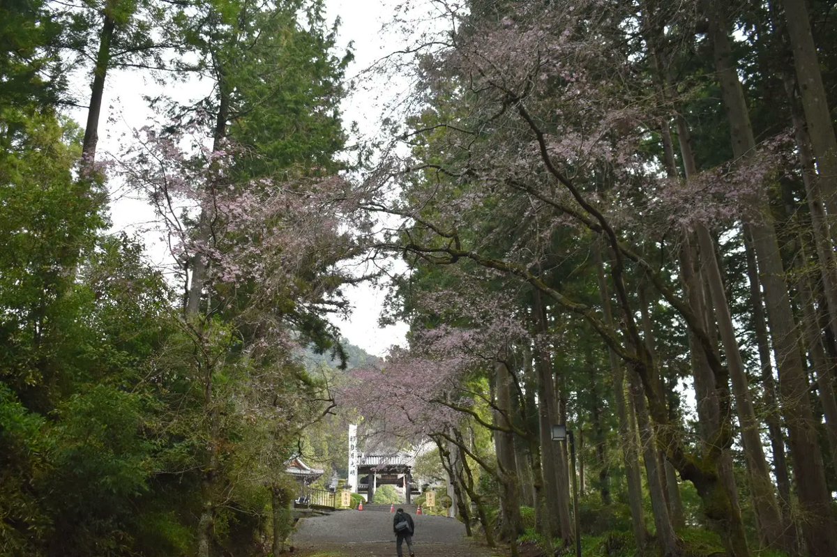 お花見@身延 ピークは過ぎたようですが 十分癒されました #山梨県身延町 #身延山久遠寺 #境内 #五重の塔 #参道 #シダレザクラ #枝垂れ桜 #お花見🌸