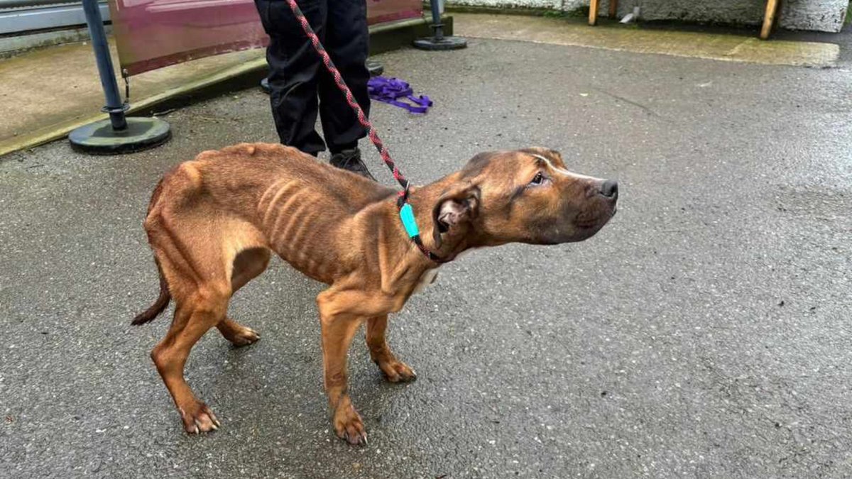 HopeRescue's tweet photo. ❗️URGENT APPEAL FOR INFORMATION - EMACIATED STRAY DOG FOUND IN PEN Y FAI

This beautiful girl, who we have called Mia, was found this morning.

We are heartbroken by the appalling condition she is in.

We are appealing for any information - please call 01443 226659 https://t.co/gF7TVQ6YSL