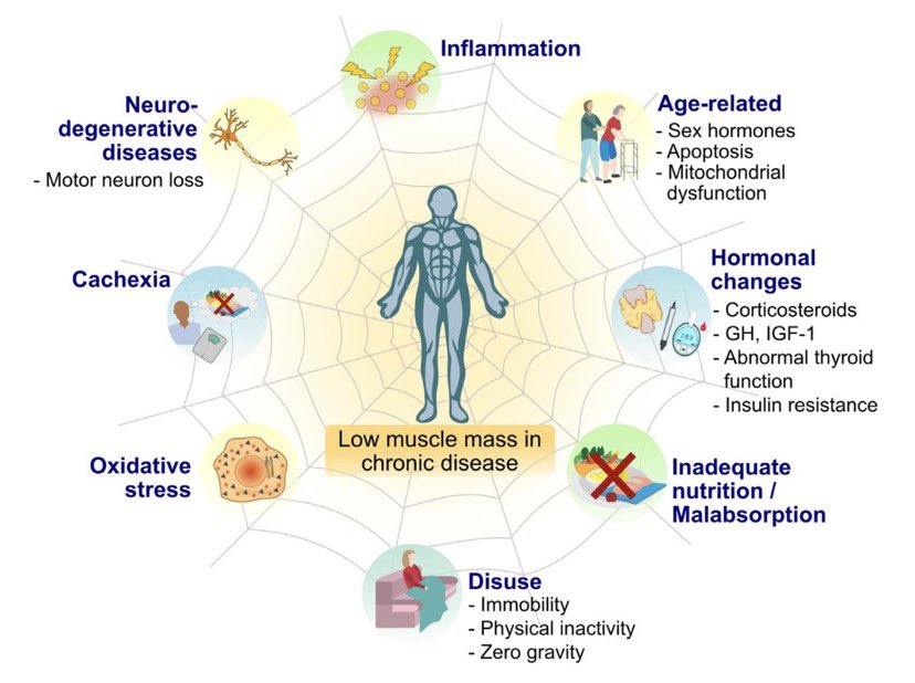 📖 Nutrición muscular

🆘La baja masa muscular y la #desnutrición: afecta la movilidad,⬆️ el riesgo de caídas y #fracturas, prolongan las estancias hospitalarias y⬇️ la calidad de vida,sin mencionar los problemas fisiológicos a largo plazo.

clinicalnutritionjournal.com/article/S0261-…

#ejercicio