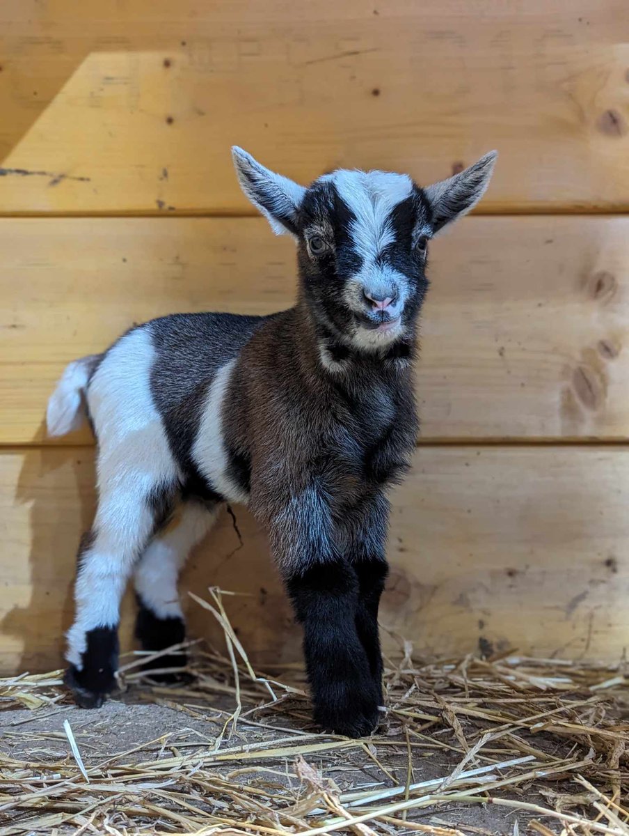 Welcome to the world, Haggis! 🐐 Haggis joins his older brothers Neeps and Tatties, who were born last year. We are delighted to have finally completed this iconic trio! 🏴󠁧󠁢󠁳󠁣󠁴󠁿 Come visit our Pets' Farm barn and catch a glimpse of this adorable little boy. 😍