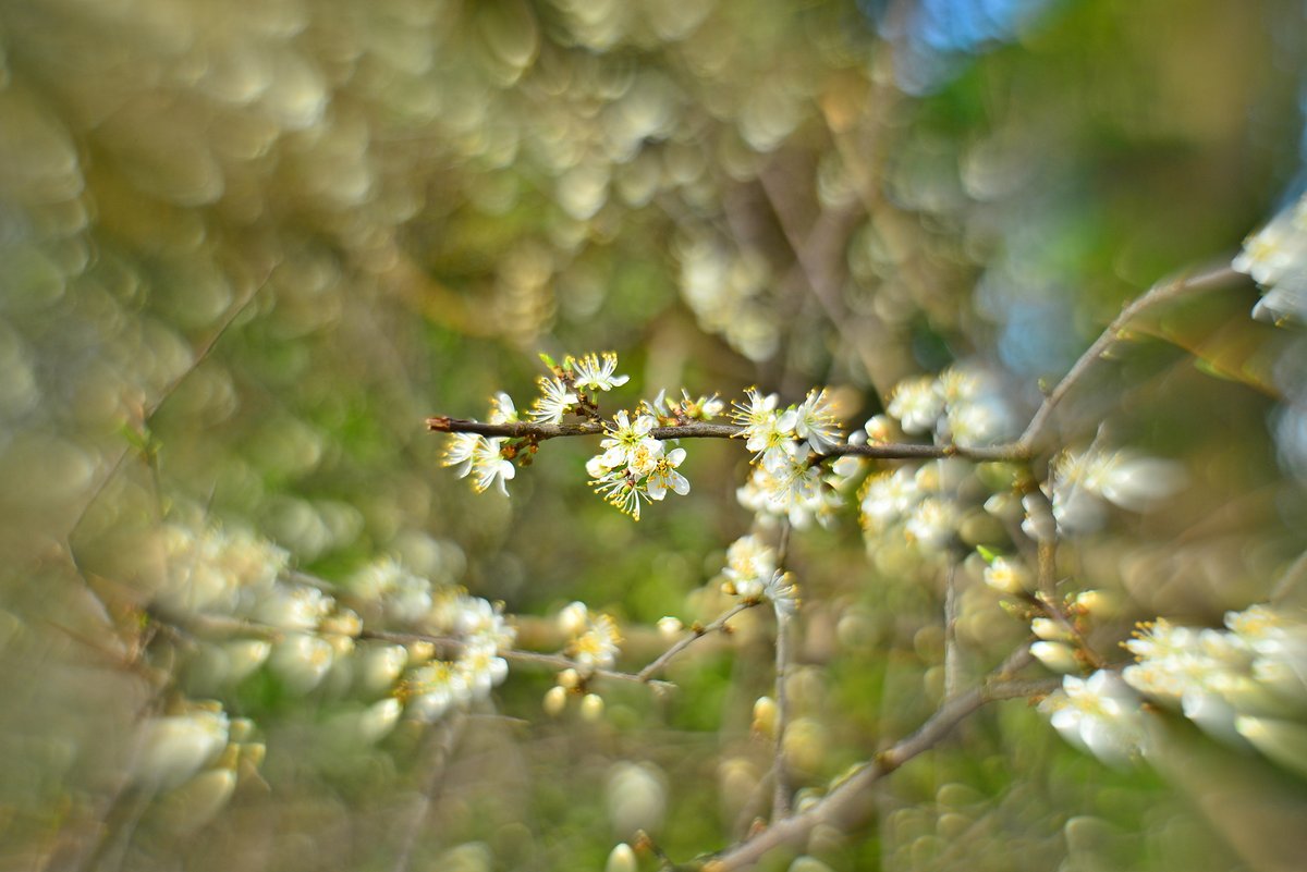 Blackthorn blossom along the Water of Leith at Blinkbonny Village, Currie. #Blossom @WOLCT