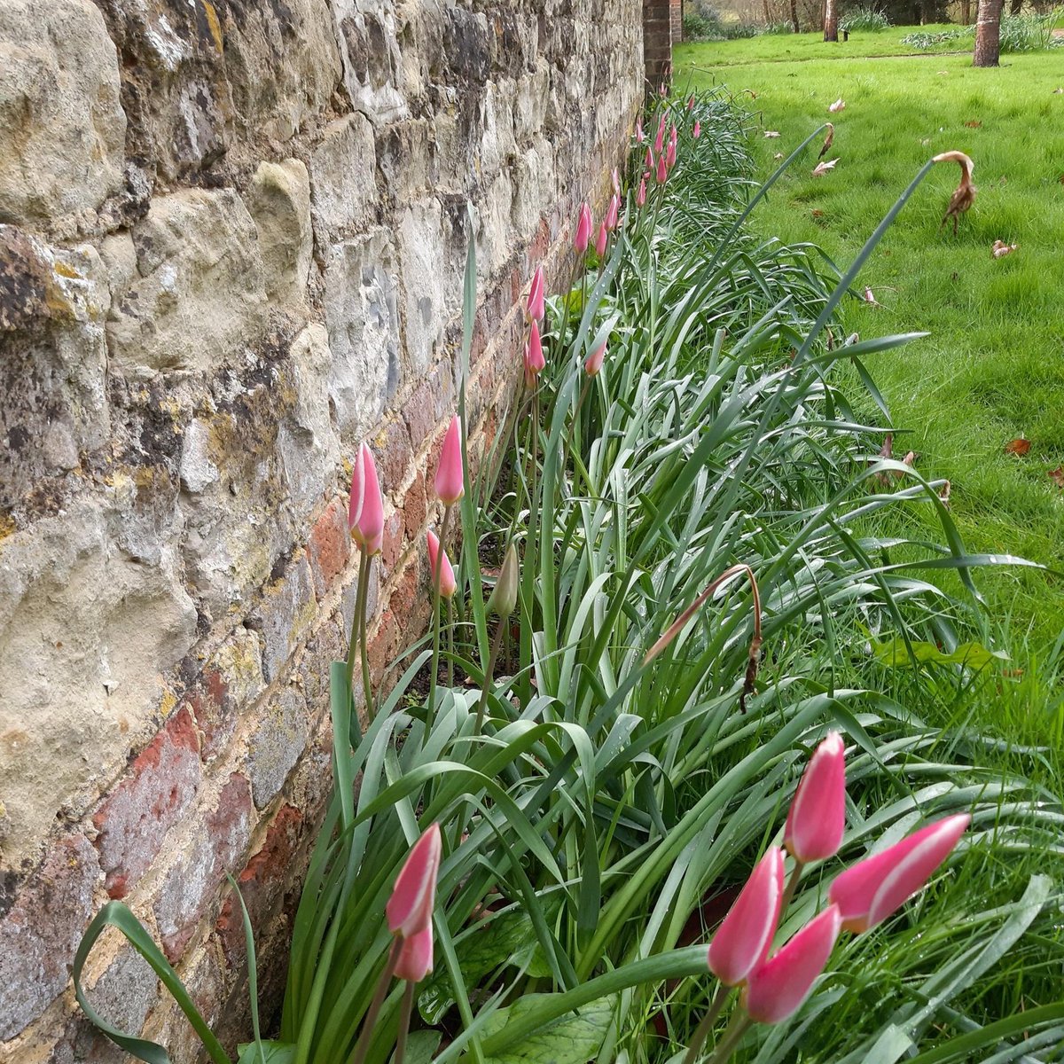 Here are the first Tulips blooming by the Walled Garden this Spring! These are Lady Jane Tulips, native to Afghanistan, Iran, Iraq, Pakistan and the western Himalayas. 📷 #SpringFlowers