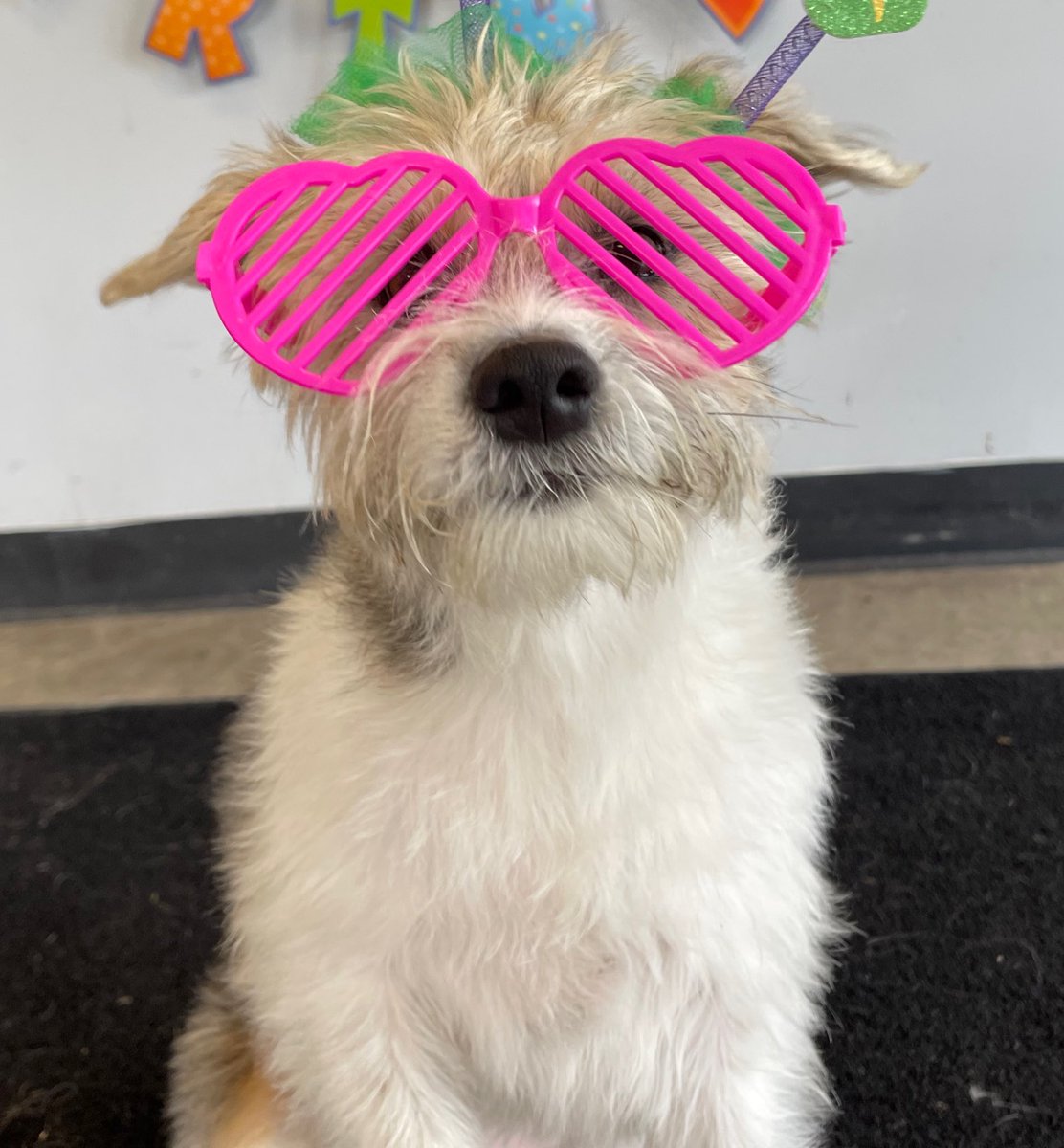 It’s eclipse day! ☀️🌕🌖🌘🌑🌒🌓🌔What’s everyone’s plan??? Is the weather cooperating for you? Nola isn’t wearing the right glasses 😂😎 #Eclipse2024 #SolarEclipse #Eclipse #dogsofX #MondayMood