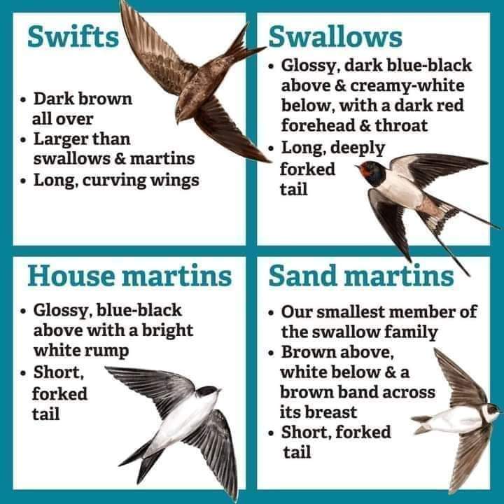 We have been seeing #sandmartins and #swallows for a few weeks now and are looking forward to seeing our first #housemartins and #swifts. A cuckoo has been heard in the #Perth this morning 😀 @BTO_Scotland @BTO_GBW