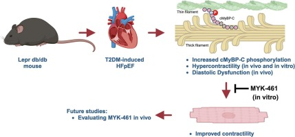 New Paper just out as in our Special edition on #Remodelling in #HFpEF from @sadayappanlab and colleagues @UCincyMedicine Can a treatment for #HCM be useful in the battle against #diabetes induced #HFpEF? #CardioTwitter @UCcenter4CVR @AkhilBaby94 sciencedirect.com/science/articl…