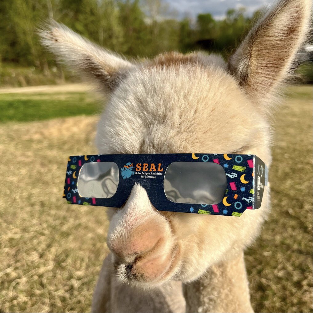 ElderwoodFarms's tweet photo. Weβre all solar eclipse ready here on the farm πππ
#elderwoodfarms #alpaca #alpacas #cria #crias #alpacafarm #totalsolareclipse #solareclipse #totalsolareclipse2024 #eclipse #eclipseready #eclipseglasses #totaleclipseoftheheart #totaleclipse #cutebabyanimals #cuteanimals https://t.co/tF7nen87Uq