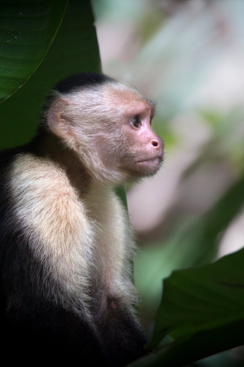 White-faced Capuchin, Osa, Costa Rica #CostaRica #Monkeys #BBCWildlifePOTD #TwitterNaturePhotography #wildlifephotography #wildlife #nature #NatureBeauty #naturelovers #wildearth #wild #bbcmammals #mammals