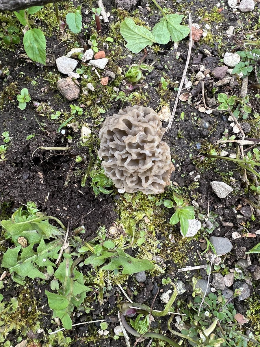 Species of early morel growing in my mother’s garden.