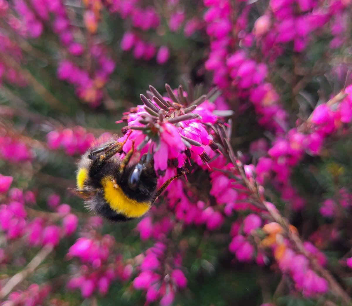 The storm has passed and spring has finally sprung here in the Sleeping Warrior Garden.  Hundreds of huge bees are taking advantage of hardy Heathers which have survived so many named storms and are in full bloom 🐝