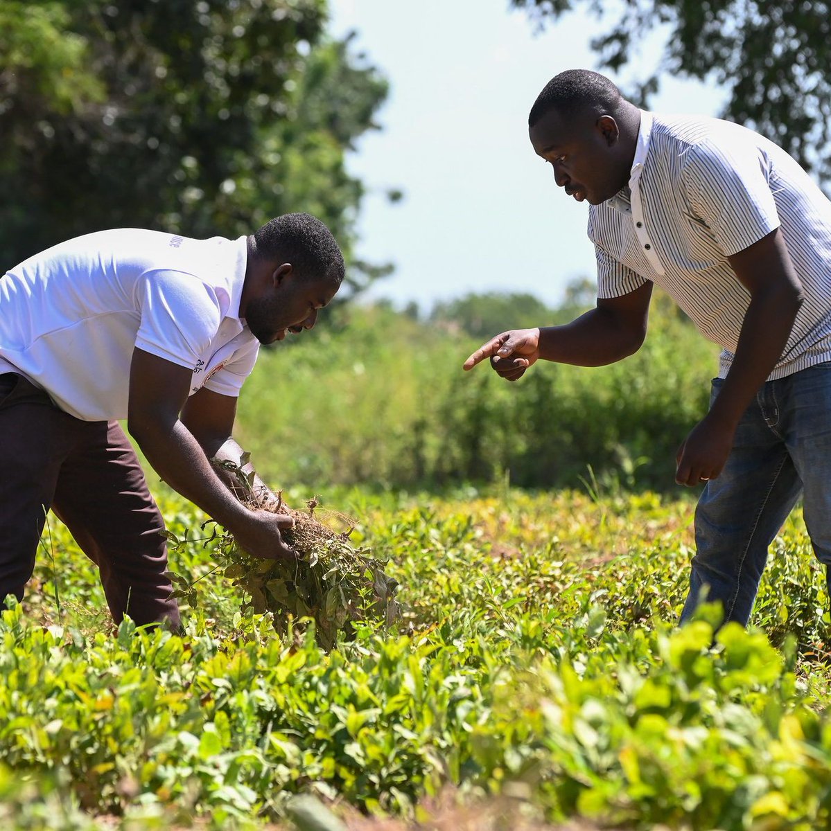 The Crop Trust tweet media