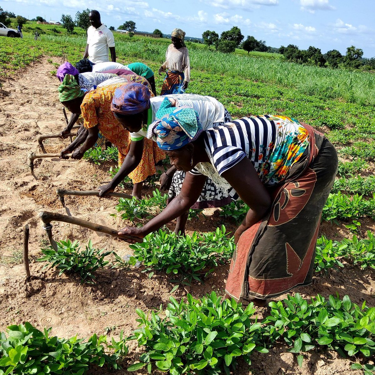 The Crop Trust tweet media