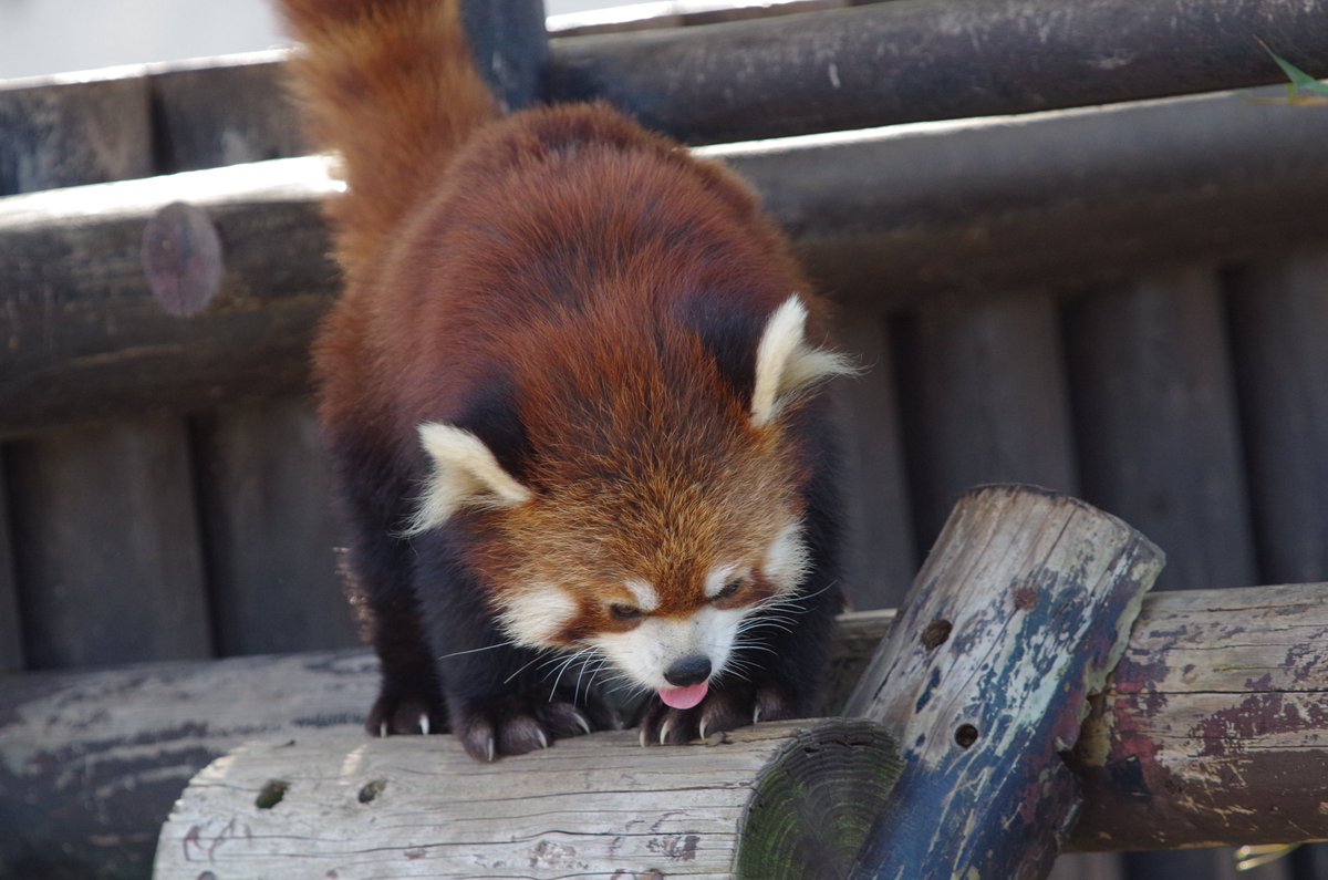 3月30日大森山動物園   
カメラ　PENTAX K30   
レンズ  smc PENTAX-F 300mm F4.5 ED [IF]  #秋田市 #pentax #K30 #オールドデジカメ #オールドレンズ #ジャンクレンズ #大森山動物園 #動物写真 #レッサーパンダ #写真好きな人と繋がりたい