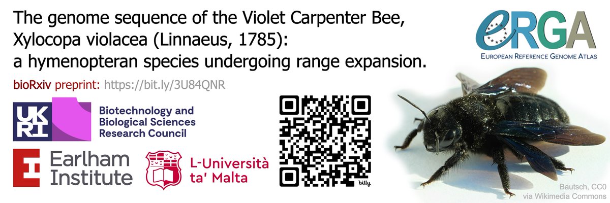 Excited to share our new ERGA Pilot project #preprint! We sequenced the #genome of the Violet Carpenter #Bee from a single individual. Our assembly is pseudo-chromosomal and has high #repeat content. We annotate >10k high confidence #protein coding #genes bit.ly/3U84QNR