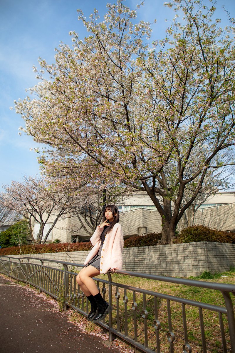 あおはるちゃん 🌸 @03_aoharuchan #portrait #ポートレート #桜