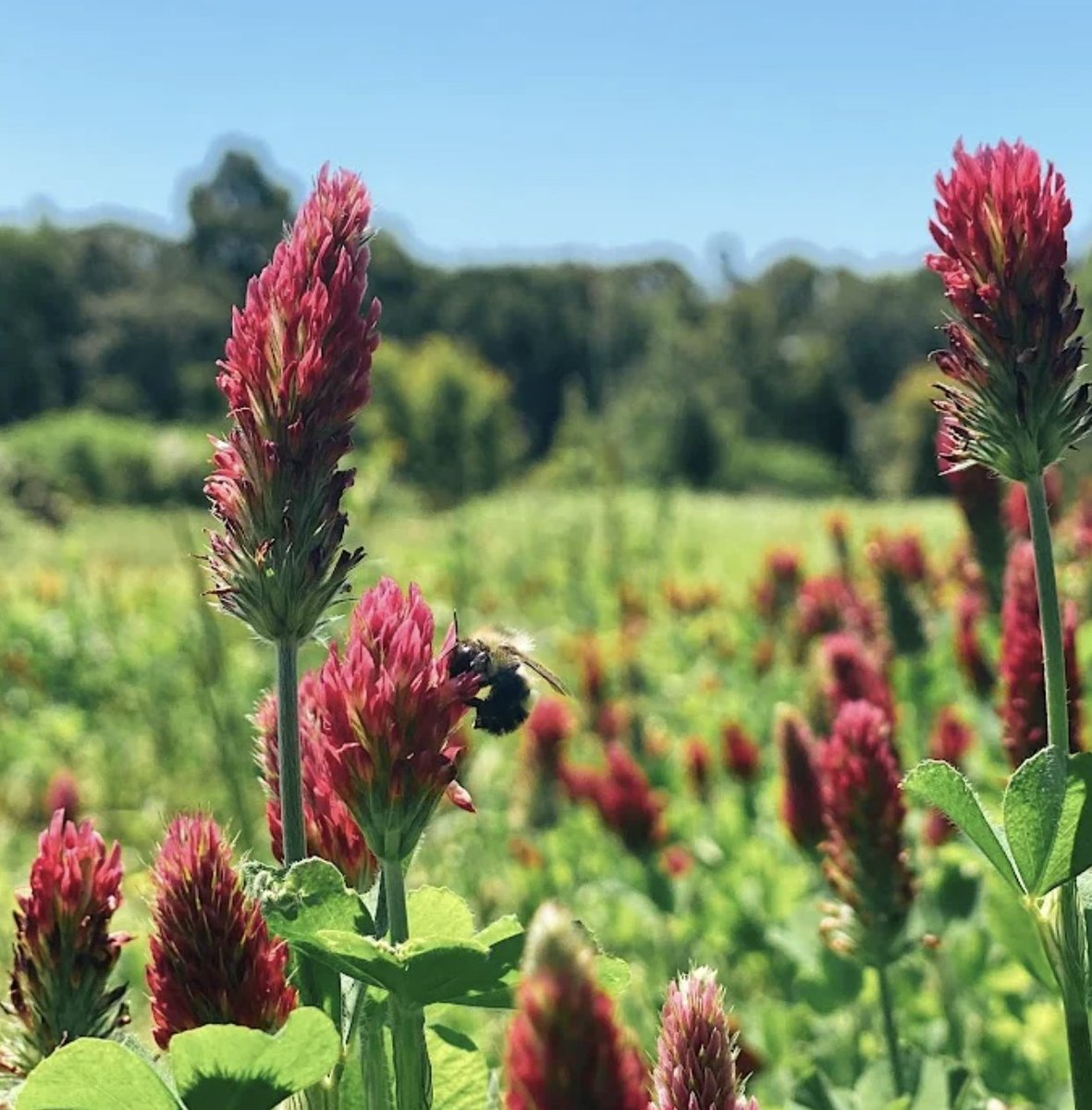 Join us TOMORROW for our Pollinators in the Garden workshop courtesy of the @urimastergardeners. Be ready to learn about what native plants will attract bees and other pollinators to your garden! events.uri.edu/event/pollinat…