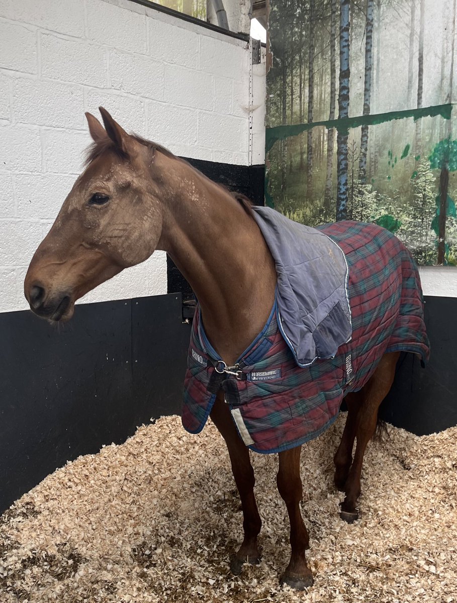 What mud?! 🤣 Vieux Lion Rouge enjoyed being @ExeterRaces yesterday & he’s looking forward to parading @AintreeRaces on Saturday. Bit of mud for Julie to brush off before then!! 🙈#youshouldseetheotherside