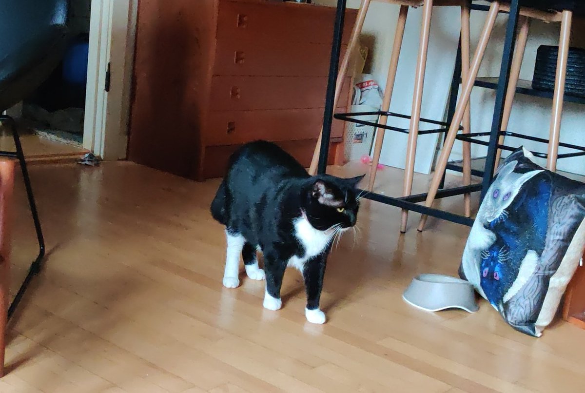 Meowskovitsch's tweet photo. OK!! Time for #Purrari ποΈ zoomies π !!! https://t.co/jtio3F0tGs