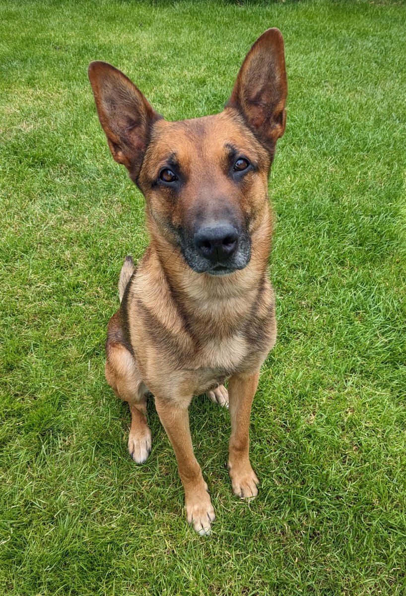 05/04/2024 PD Puck attended reports of a male armed with a shovel causing damage & threatening members of public. PD Puck & handler suffered injuries whilst dealing with the suspect who has been charged with several offences & remanded. Both are recovering. #zerotolerance 🐶🚓