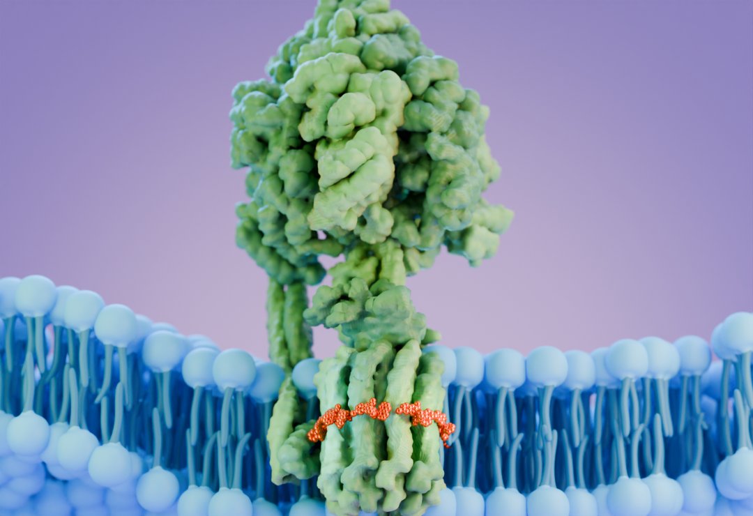 Bedaquiline (orange) inhibiting Tuberculosis ATP production by binding to the F0 ring of a mycobacterial ATP Synthase complex (green). Bedaquiline is a critical weapon in the fight against drug-resistant TB that attacks the bacterium's biochemical foundations. #sciart