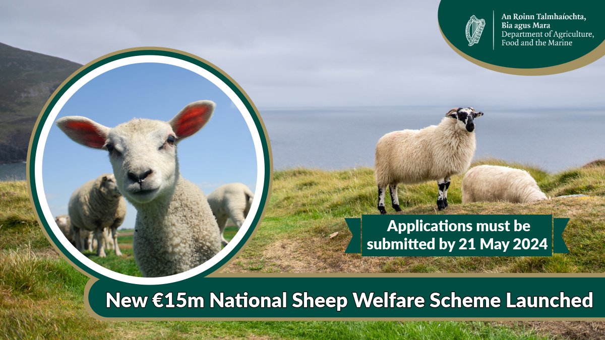 A new €15m National Sheep Welfare Scheme has been announced. Participants in the scheme will be required to complete two actions to receive the full payment of €8 per ewe. Scheme applications must be submitted by 21 May 2024. 👉gov.ie/en/press-relea…