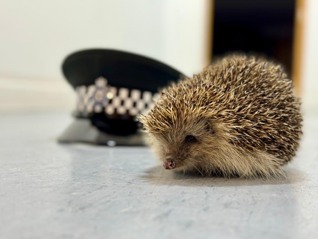 Welcome to the latest addition to the Gibraltar Defence Police - Police Hedgehog (PH) Sonic! During the early hours of Saturday morning PC Ward, PC Sodi, PD Tina and PD Oscar came across this little guy. He was safely taken back to the GDP HQ and is now in @AwcpPark