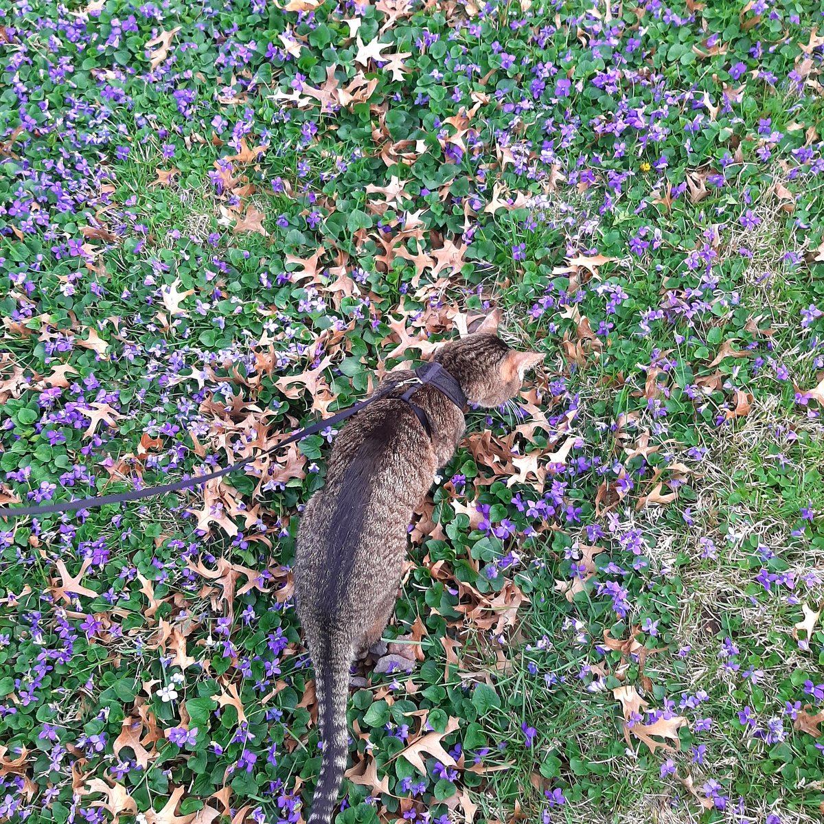 We took my buddy's cat for a walk through the violets 💕