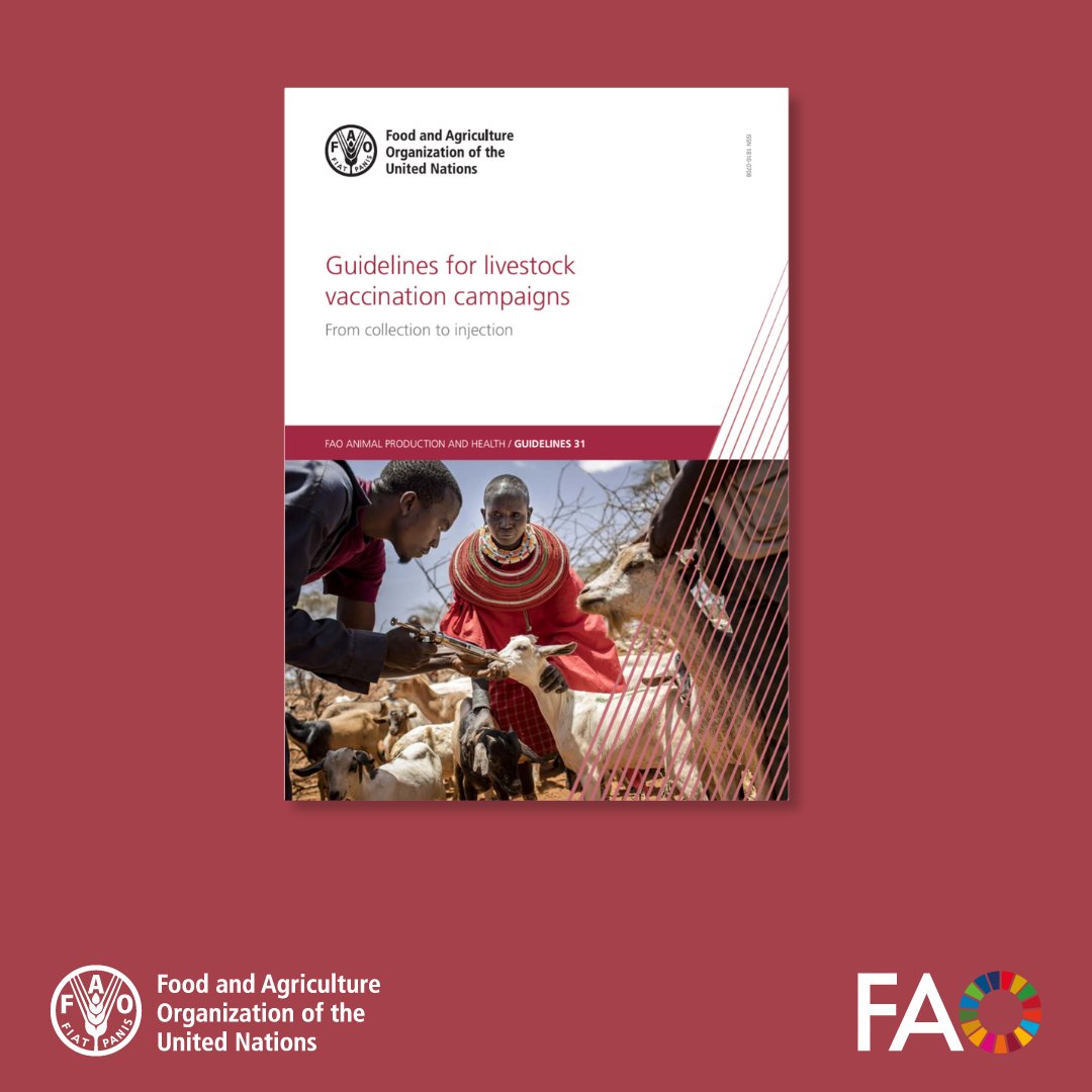 🐄🔬 Boosting disease prevention in livestock. Discover @FAO's new guidelines for effective vaccination campaigns. Key insights on delivery, cold chain management, and hygiene to safeguard animal health and prevent livestock diseases. Download here ➡️ doi.org/10.4060/cc3038…