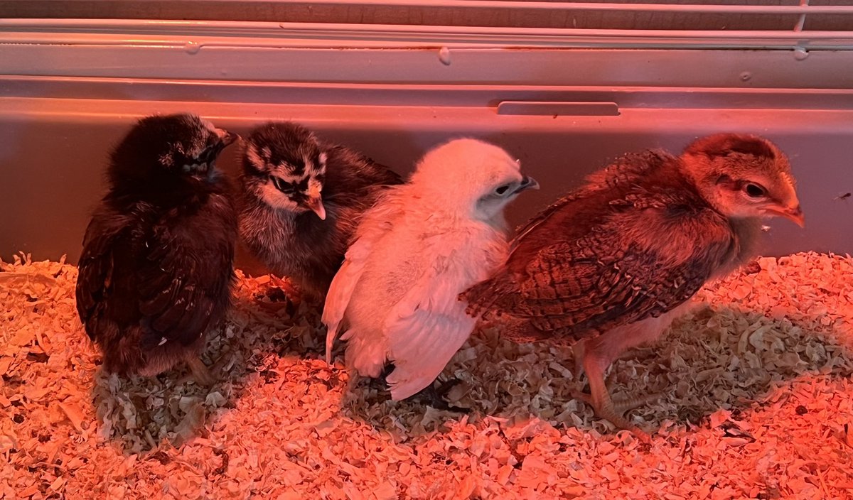Three of my zombie chicks died and did not resurrect, so we had to get the last one some new friends…