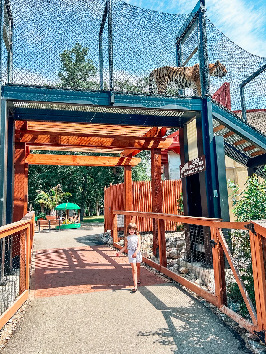 I spy with my little eye... a big cat in the sky? 🐯 Get a whole new perspective of the Amur tigers at Roosevelt Park Zoo with their cat walk that just opened last season. Happy #NationalZooLoversDay! 📷: @meganboulgerklassen
