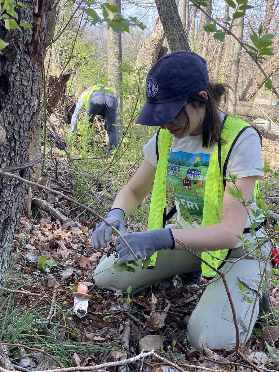 #ISRC2024 attendee and @IUBloomington student Naomi Hood repped ERI while pulling garlic mustard from the Bloomington Rail Trail. Hood is the lucky winner of ERI's T-shirt giveaway for providing feedback on February's conference.