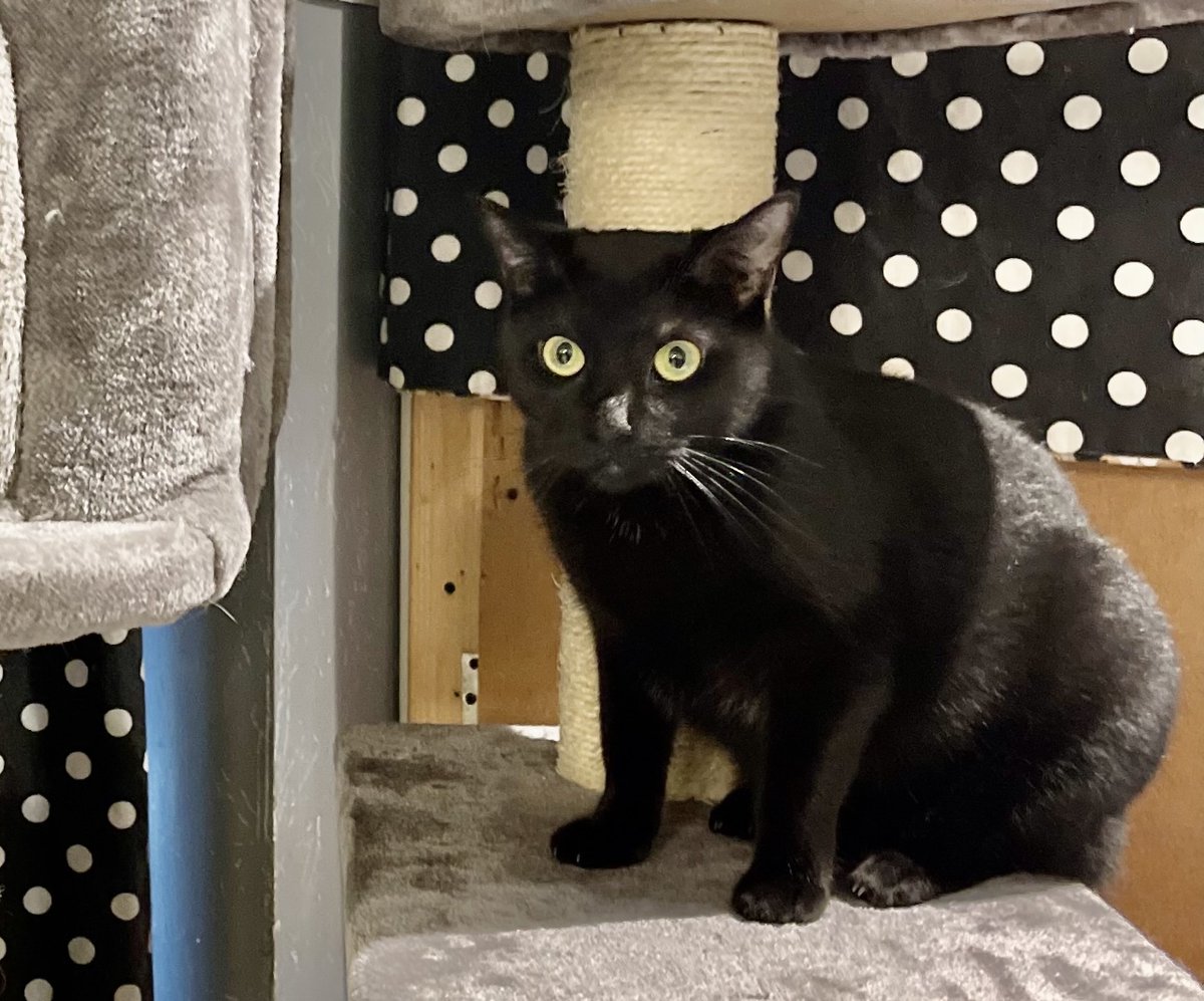 Connie was rescued by Greater New Haven Cat Project from the Fair Haven section of New Haven. She was and remains a timid girl, but with some extra TLC, warms up to people when they come to visit.  She is making progress while waiting for her furever family!