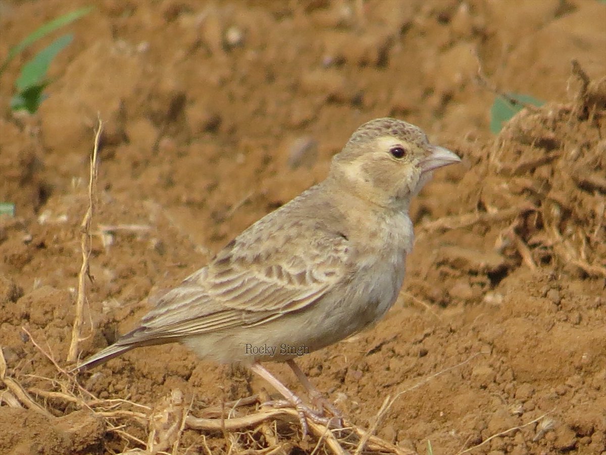 It’s a pale ghost of the desert. The Sand Lark disappears in the sand. Its target is small bulbs at the base of grasses, rich in fluid and protein and require a bit of pecking and little insects thrown up by its foraging. Aptly called “Retal” for sand, its little gem @indiaves